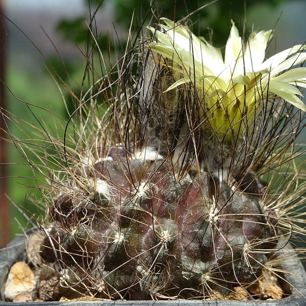 DSC01585Pyrrhocactus neohankeanus var. flaviflorus FR 212A