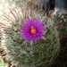 DSC01589Mammillaria wrightii