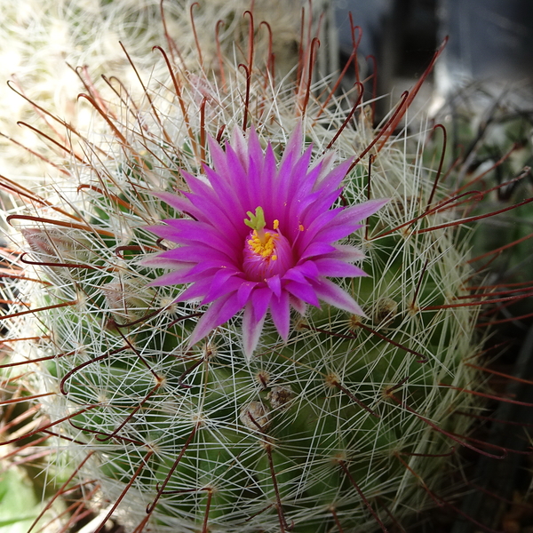 DSC01589Mammillaria wrightii