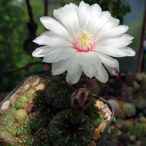 DSC01590Gymnocalycium mesopotamicum LB 612