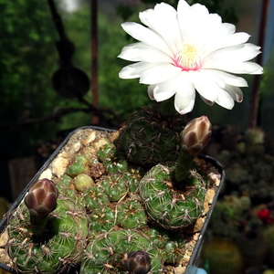 DSC01591Gymnocalycium mesopotamicum LB 612