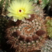 DSC01593Notocactus schlosseri