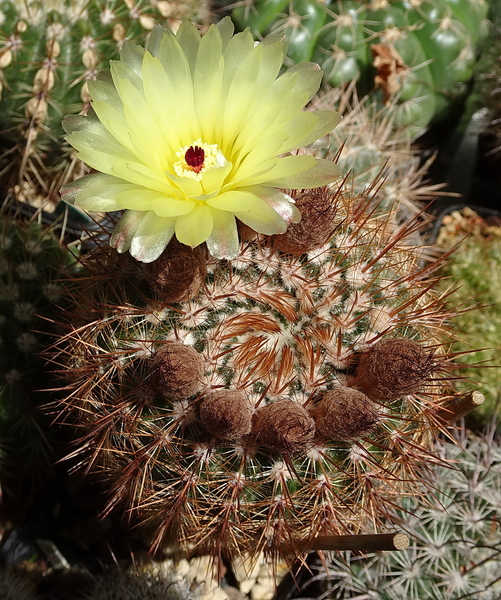 DSC01593Notocactus schlosseri