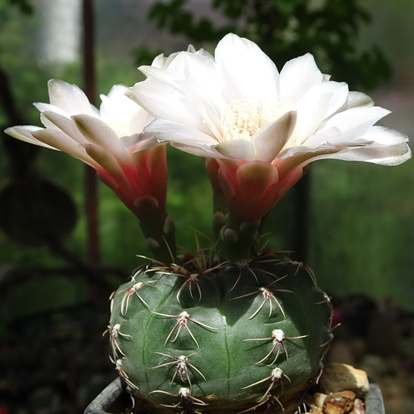 DSC01595Gymnocalycium amerhauseri STO 229