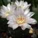 DSC01596Gymnocalycium amerhauseri STO 229