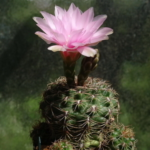 DSC01597Gymnocalycium lepidum