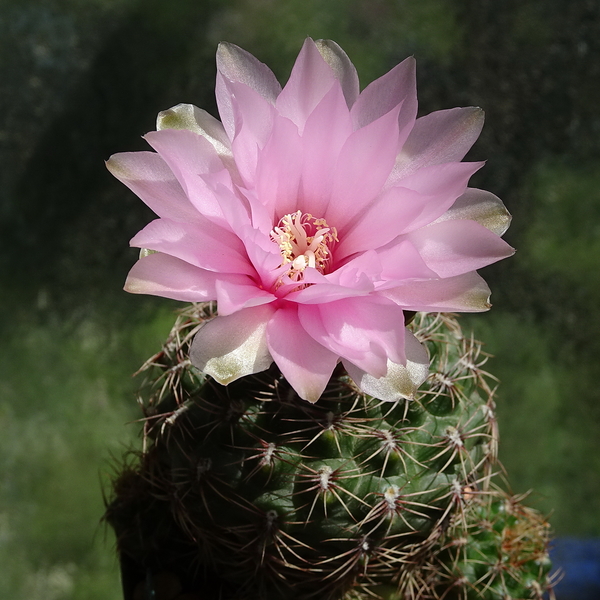 DSC01598Gymnocalycium lepidum