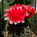 DSC01599Gymnocalycium baldianum JO 295