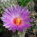 DSC01648Thelocactus bicolor v. bolaensis