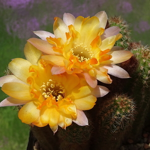 DSC01723Chamaecereus Lincoln Gem