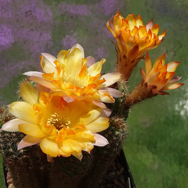 DSC01724Chamaecereus Lincoln Gem