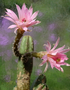 DSC01739Echinocereus gentryi