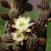 DSC01741Chamaecereus Happy Anniversary