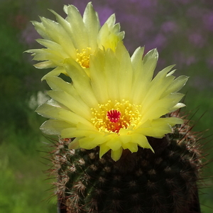 DSC01747Notocactus tabularis