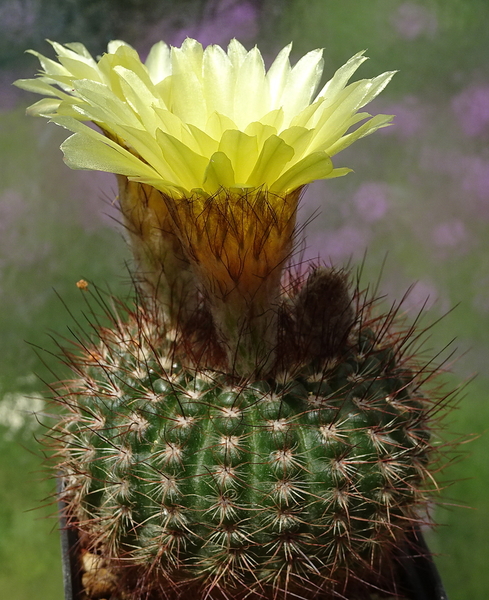 DSC01748Notocactus tabularis