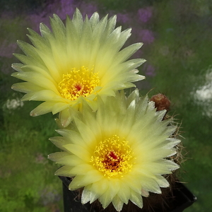 DSC01753Notocactus concinnus