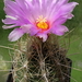 DSC01757Thelocactus bicolor v. bolaensis