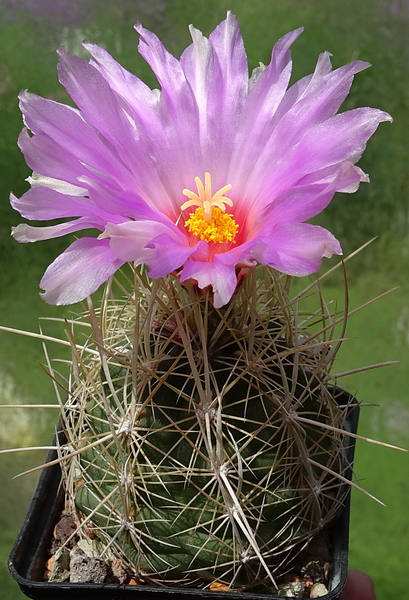 DSC01757Thelocactus bicolor v. bolaensis