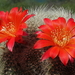 DSC01758Rebutia wessneriana cv. Ruby