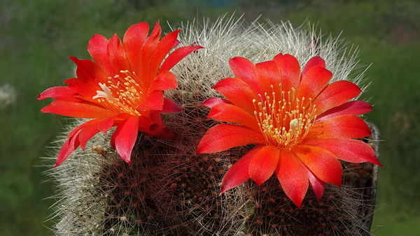 DSC01758Rebutia wessneriana cv. Ruby