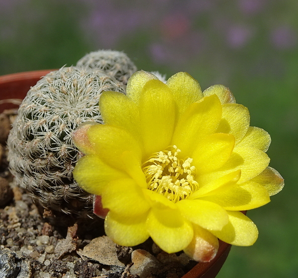 DSC01760Sulcorebutia langeri LH 1214