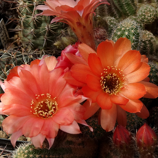 DSC01778Chamaecereus Lincoln Harmony