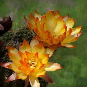 DSC01779Chamaecereus Lincoln Gem