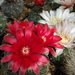 DSC01788Gymnocalycium baldianum JO 295 & amerhauseri STO 229