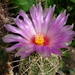 DSC01820Thelocactus bicolor v. bolaensis