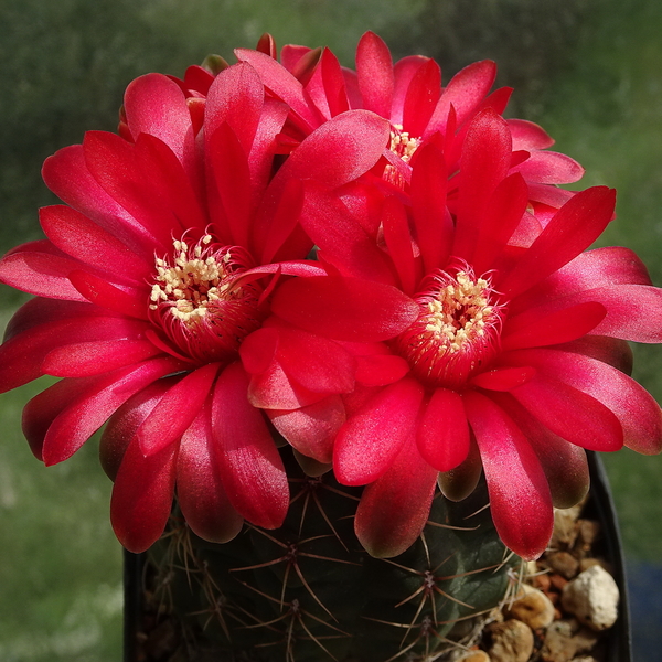 DSC01823Gymnocalycium baldianum JO 295