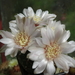 DSC01825Gymnocalycium amerhauseri STO 229