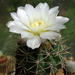 DSC01829Gymnocalycium hyptiacanthum