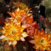 DSC02061Chamaecereus Lincoln Tinker