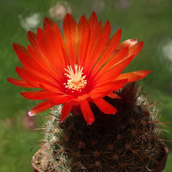 DSC02073Parodia glischrocarpa f. guachipasana TB416.1