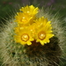 DSC02076Parodia chrysacanthion