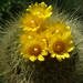 DSC02078Parodia chrysacanthion