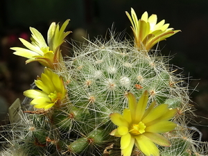 DSC02082Mammillaria baumii