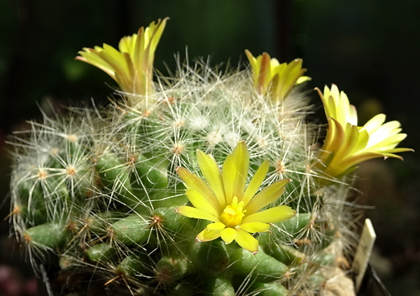 DSC02083Mammillaria baumii