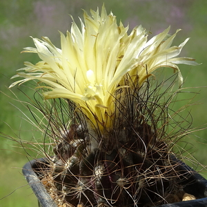 DSC02094Pyrrhocactus neohankeanus var. flaviflorus FR 212A