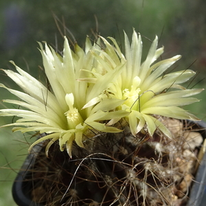 DSC01797Pyrrhocactus neohankeanus var. flaviflorus FR 212A