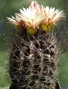 DSC01809Eriosyce taltalensis