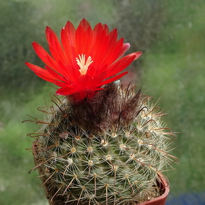 DSC01818Parodia glischrocarpa f. guachipasana TB416.1