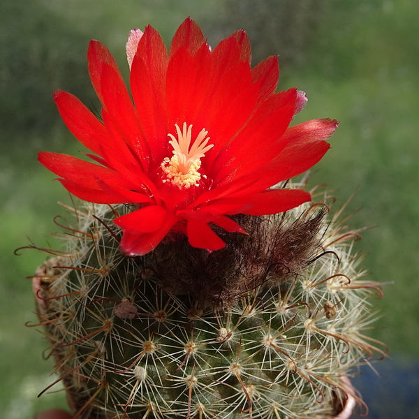 DSC01819Parodia glischrocarpa f. guachipasana TB416.1