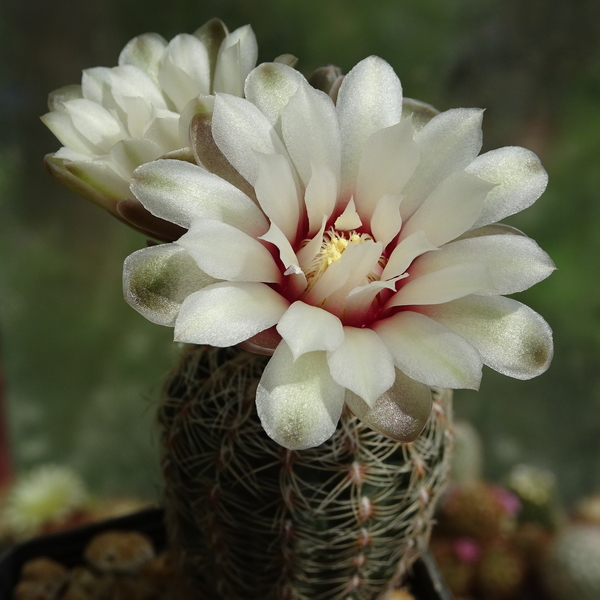 DSC01824Gymnocalycium papschii