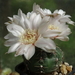 DSC01826Gymnocalycium amerhauseri STO 229