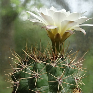 DSC01828Gymnocalycium hyptiacanthum