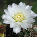 DSC01830Gymnocalycium hyptiacanthum