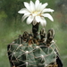 DSC01833Gymnocalycium moserianum