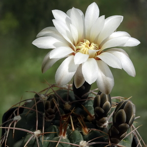 DSC01834Gymnocalycium moserianum