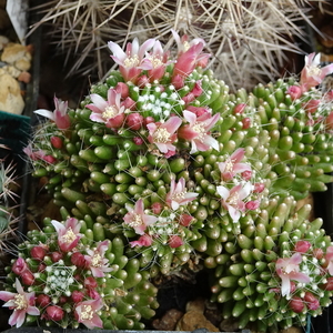 DSC01835Mammillaria painteri